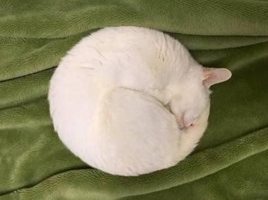 白くてふわふわしたカワイイ球体だー 眠っているネコちゃんの丸みがはんぱない ねとらぼ
