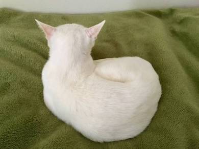 白くてふわふわしたカワイイ球体だー 眠っているネコちゃんの丸みがはんぱない ねとらぼ