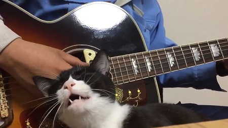これは逆らえない ギターをひく人の手元でナデナデをおねだりするかわいすぎるネコちゃん ねとらぼ