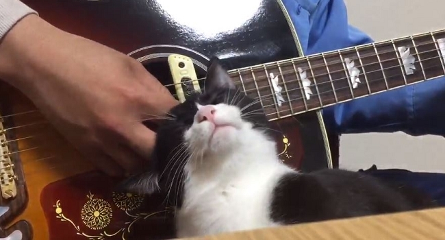 これは逆らえない ギターをひく人の手元でナデナデをおねだりするかわいすぎるネコちゃん ねとらぼ