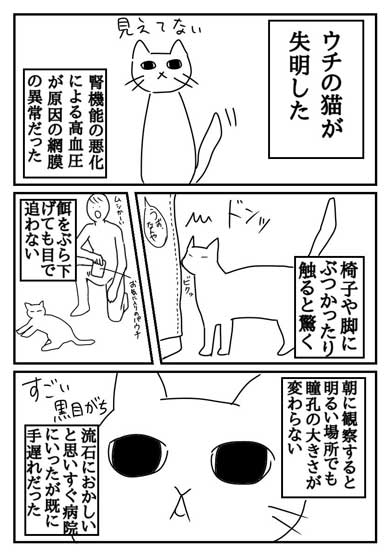 飼い主 もっと早く気付けていれば 失明した愛猫の実話漫画に たくさんの人に知ってほしい の声上がる ねとらぼ