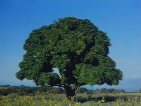 30代以下は見たことないかも この 木なんの木 のcmに登場する木は4種類ある ねとらぼ