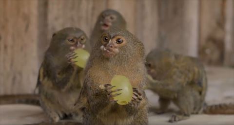 世界最小クラスのお猿さん ピグミーマーモセット 食事風景がかわいくてたまらない ねとらぼ