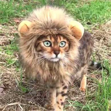 立派なたてがみで野生的に かぶり物で ミニライオン になったベンガルの猫ちゃんがかわいくて強い ねとらぼ