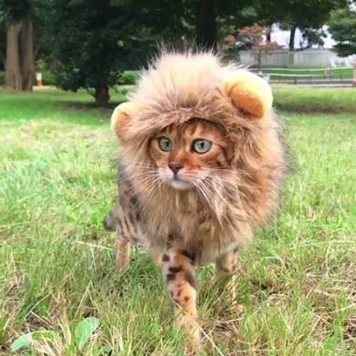 立派なたてがみで野生的に かぶり物で ミニライオン になったベンガルの猫ちゃんがかわいくて強い ねとらぼ