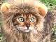 立派なたてがみで野生的に……！　かぶり物で「ミニライオン」になったベンガルの猫ちゃんがかわいくて強い