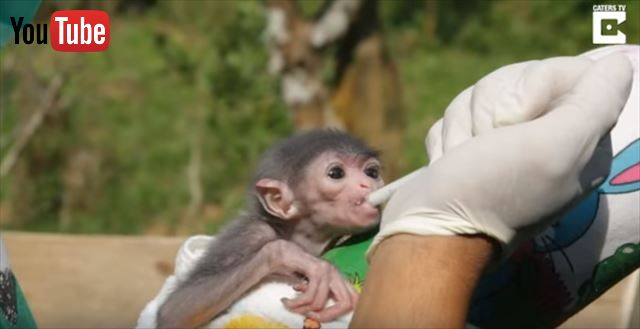 貴重な赤ちゃんの誕生 絶滅危惧種の猿の赤ちゃん 枕に抱きつく姿がいとおしいほどかわいい ねとらぼ