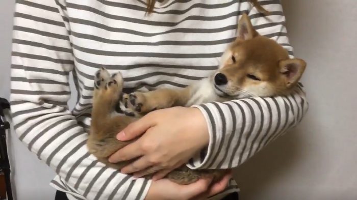柴犬 スーパーマンでしゅ Zzz 空を飛ぶ寝相 の子犬がかわいすぎると話題に L Sb11superdog1 Jpg ねとらぼ