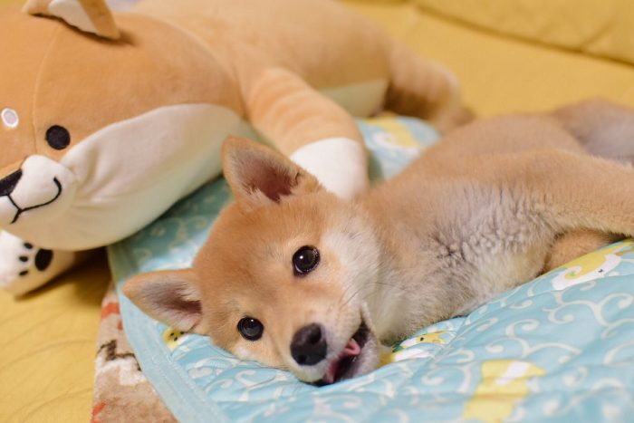 柴犬 スーパーマンでしゅ Zzz 空を飛ぶ寝相 の子犬がかわいすぎると話題に L Sb11superdog1 Jpg ねとらぼ