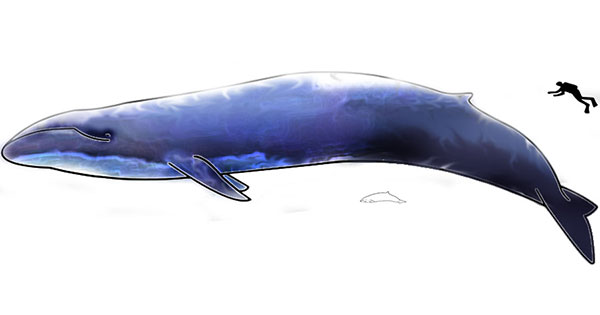 シロナガスクジラよりはるかにデカい 超巨大生物 がいるって本当 ねとらぼ