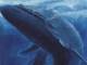 シロナガスクジラよりはるかにデカい「超巨大生物」がいるって本当？