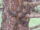 「いたいよー！」　6匹の赤ちゃんリスのしっぽが樹液で絡まり救助される