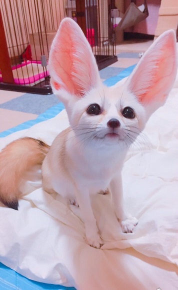 小さな天使だ 赤ちゃんフェネックのうっとり初お風呂がかわいすぎて癒やされる L Sb1903fennec2 Jpg ねとらぼ