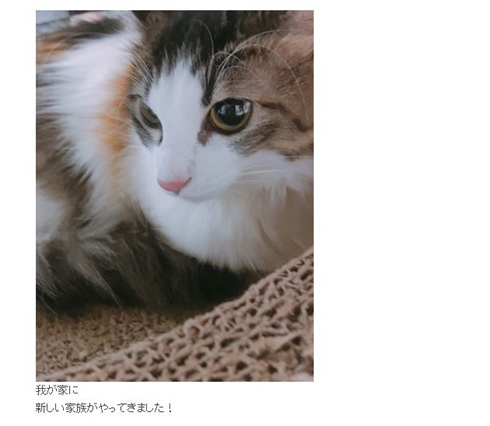 中川翔子 保護猫 マミタス ピンク 中川桂子 ミラクルキャット ちび太 ショコラ