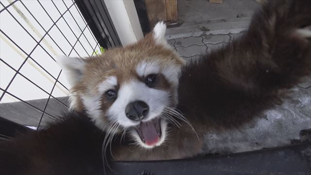 人工保育で育ったレッサーパンダの赤ちゃん 周りの人たちに愛され 愛嬌たっぷり成長中 ねとらぼ