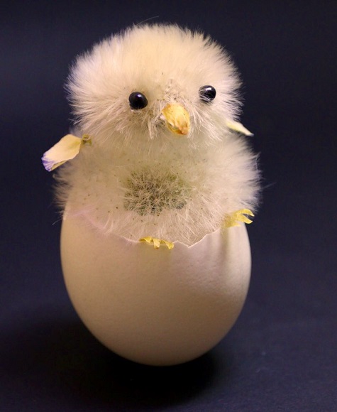 ほわほわな繊細さにうっとり タンポポの綿毛で作ったヒヨコさんが実物超えのかわいさ ねとらぼ