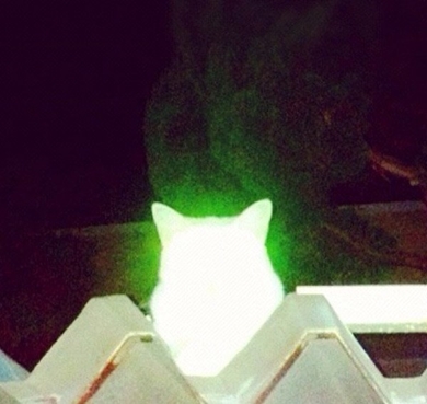 心霊写真 猫神 ねこ ネコ 超常現象 NMR