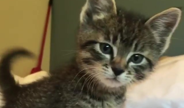 なにみてるにゃー！」 子猫ちゃん、メンチを切るようにカメラをにらむ 