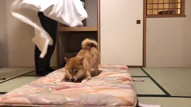 お布団敷くのを邪魔する柴犬まるちゃん 飼い主さんとのテンションの高い攻防がとっても楽しそう ねとらぼ