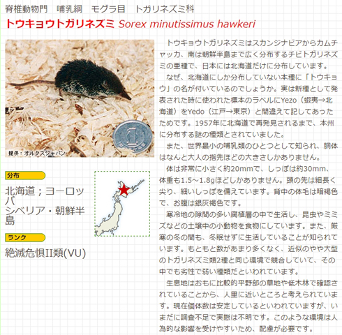 東京 なのに北海道に生息ってどういうことだよ 世界最小のほ乳類 トウキョウトガリネズミ がかわいいけど謎過ぎる ねとらぼ