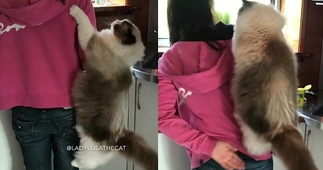 うれしいけど デカすぎ 飼い主の背中に飛び乗るのが大好きなモフモフ巨大猫ちゃん ねとらぼ