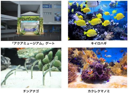八景島シーパラダイス 横浜 アクアミュージアム 水族館 25周年 リニューアル