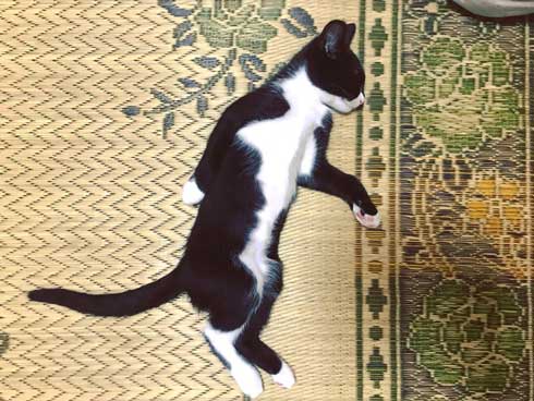 歌川国芳が描いたような猫ちゃんが目撃される 芸術的なポーズに 