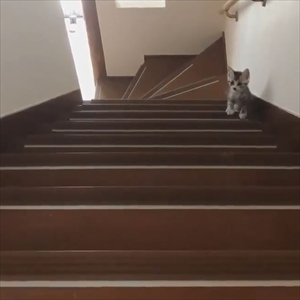 階段を登る猫ちゃんたち