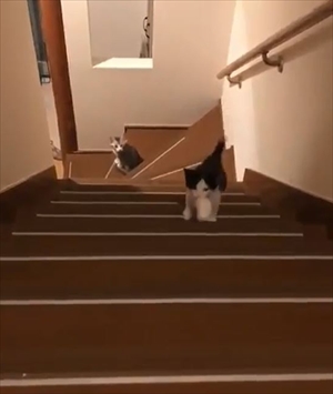 階段を登る猫ちゃんたち