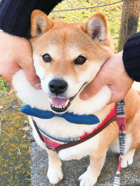 まだ帰りたくないワン アピールがかわいい イヤイヤ姿で人気の 柴犬ハナちゃん 初のフォトブックが誕生 ねとらぼ