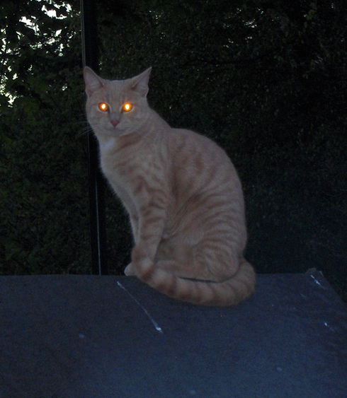 暗いところで猫の写真を撮ると 目が光る理由 ねとらぼ