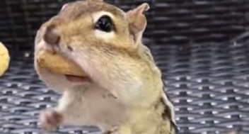 まあたえあえまう まだ食べられます 大好物のピーナッツで頬袋がパンパンのリスくん ねとらぼ