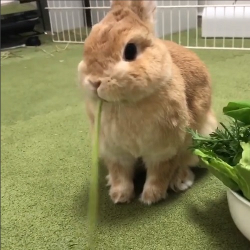 うさぎさんの小さなお口にどんどん吸い込まれていく すごい吸引力で野菜を食べる姿がかわいい ねとらぼ