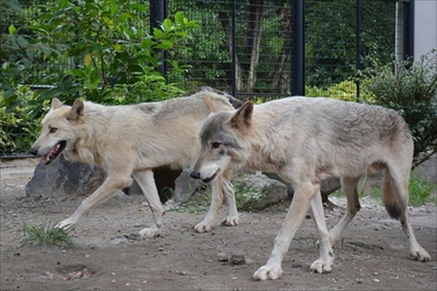 子犬じゃなくてオオカミだよ 鹿児島の動物園にいるシンリンオオカミの親子がかわいい ねとらぼ