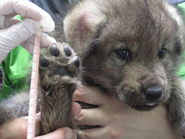 子犬じゃなくてオオカミだよ 鹿児島の動物園にいるシンリンオオカミの親子がかわいい ねとらぼ