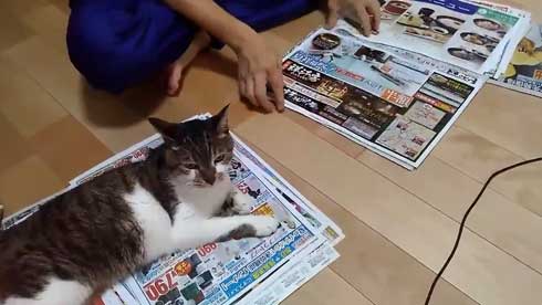 飼い主さんが 今まさに読んでいる新聞 の上が好きなのだ かまってほしい猫ちゃんが最高にかわいい ねとらぼ