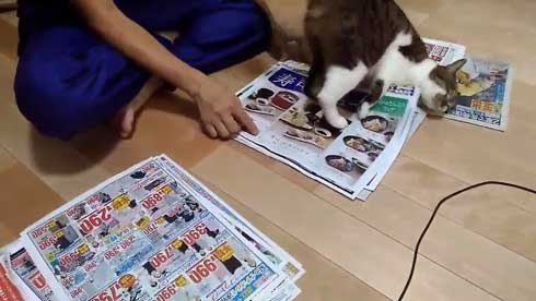 飼い主さんが 今まさに読んでいる新聞 の上が好きなのだ かまってほしい猫ちゃんが最高にかわいい ねとらぼ