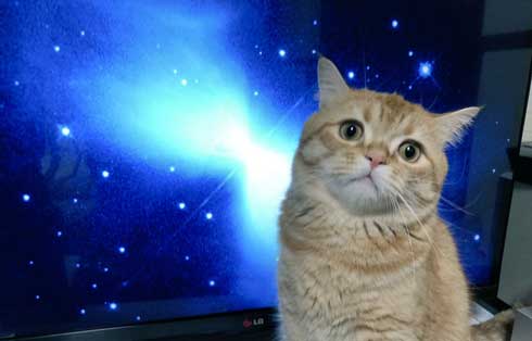宇宙 猫 テレビ 合成 スペースキャット