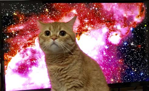 ネットでよく見かける スペースキャット が現実に 猫 と 宇宙 を合成したような写真が壮大なかわいさ ねとらぼ