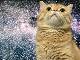ネットでよく見かける“スペースキャット”が現実に……！　「猫」と「宇宙」を合成したような写真が壮大なかわいさ