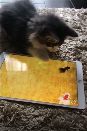 金魚のアプリで遊ぶ猫ちゃん