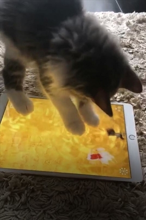 捕まえてみせるニャ 金魚のアプリに夢中になるモフモフの猫ちゃんがかわいすぎる ねとらぼ