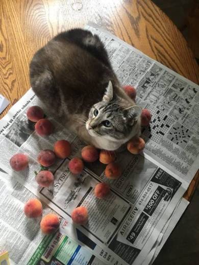桃が好きな猫 Ozzy