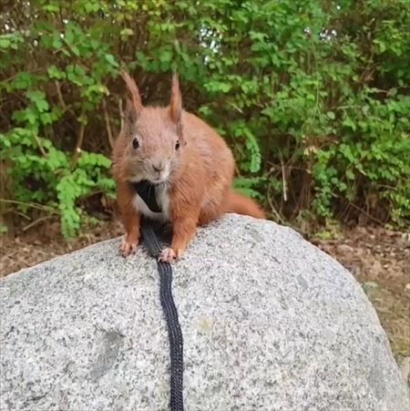 異種でも仲良し リスと猫が木登りで遊ぶ姿がとっても微笑ましい ねとらぼ