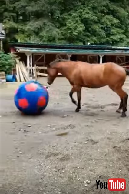 キック ヘディング 大きなサッカーボールで上手に遊ぶお馬さんが楽しそう ねとらぼ