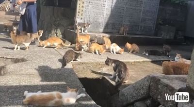 人口9人の島に猫0匹以上 瀬戸内海の猫島こと 青島 で全ての猫を対象とした不妊手術を計画 ねとらぼ