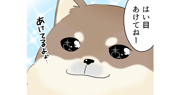 マンガ 犬猫用のコンタクトレンズがある って知ってた ねとらぼ