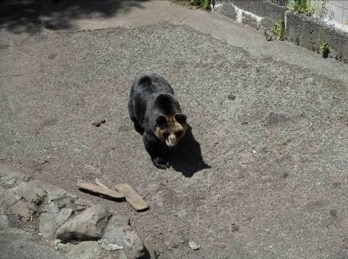 クマ牧場跡地に 1頭が悪環境で放置されている 写真が話題 札幌市が 誤解 と否定 健康状態も良好 ねとらぼ