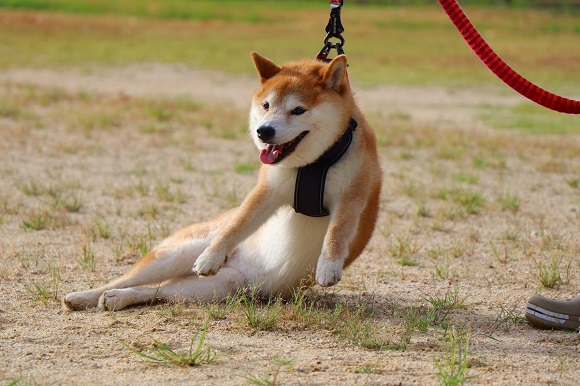 散歩を拒否するとき 柴犬は軟体動物となる 強い意志を感じるワンコのグンニャリ具合がいい ねとらぼ