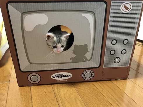 リアル 貞子 猫 テレビ 出てくる